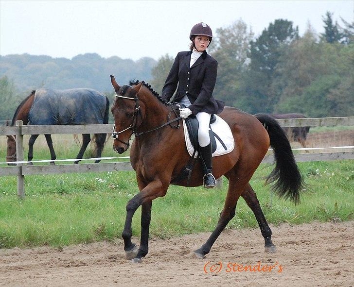 Dansk Varmblod Fiocio  - Velkommen til Figo bassens profil :) dette var til vores første dressur stævne  - Lc2, red til 67 %  billede 1