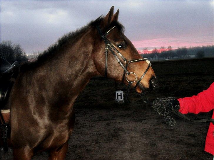 Dansk Varmblod Fiocio  - Januar 2011, RIP <3 billede 2