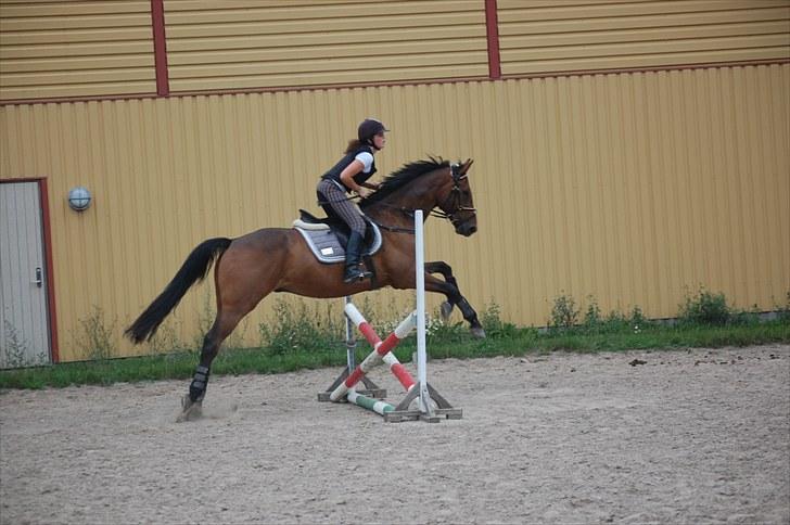 Dansk Varmblod Fiocio  billede 3