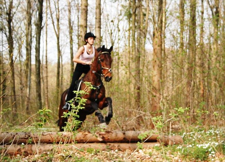 Dansk Varmblod Fiocio  - Skoven april 2011 billede 4