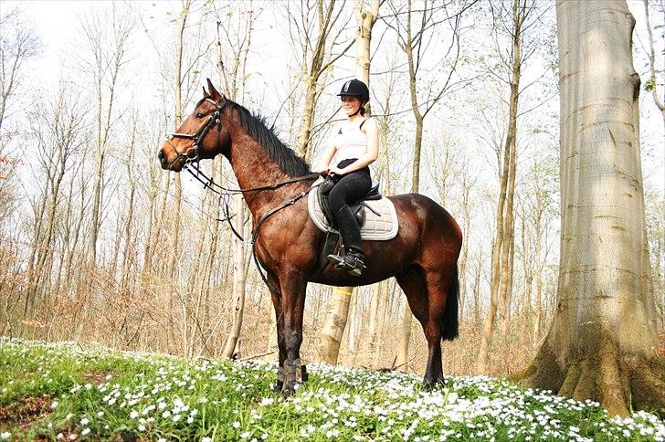 Dansk Varmblod Fiocio  - Skoven april 2011 billede 5