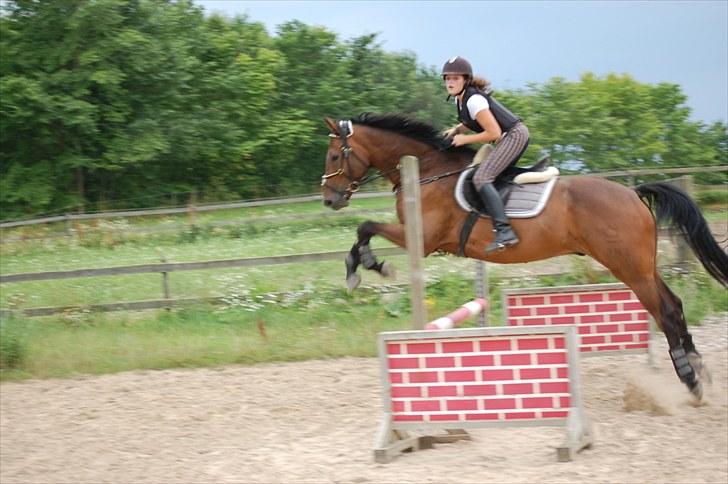 Dansk Varmblod Fiocio  billede 6