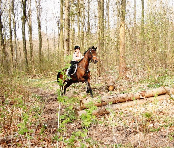 Dansk Varmblod Fiocio  - Figo bassen i skoven :) billede 7