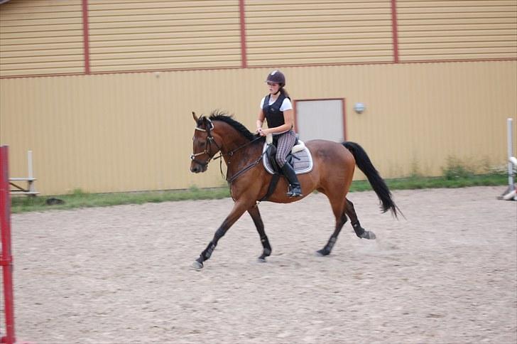 Dansk Varmblod Fiocio  billede 8