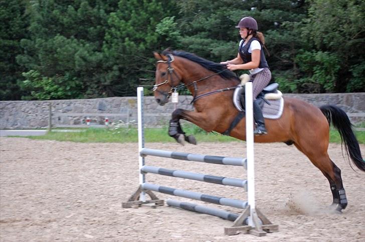 Dansk Varmblod Fiocio  billede 9