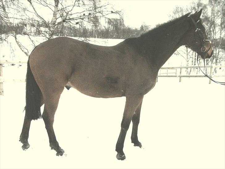 Dansk Varmblod Fiocio  - Julen 2010  billede 10