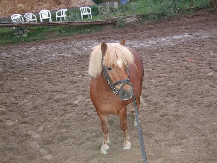 Shetlænder laban - laban billede 7