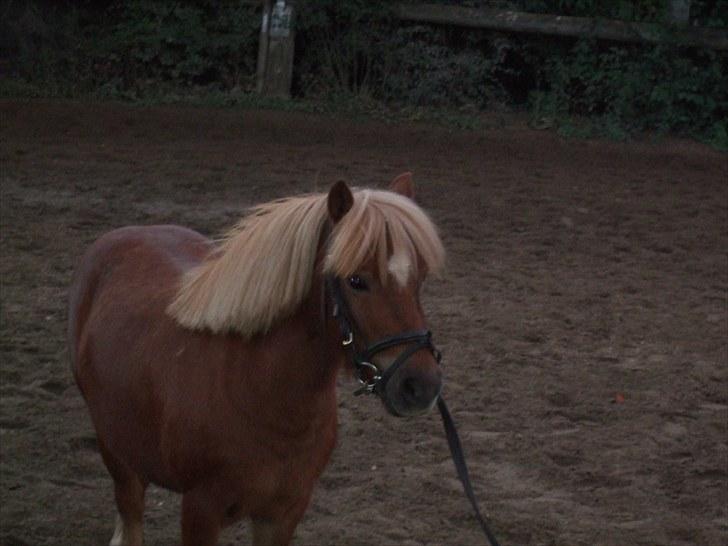 Shetlænder laban - laban billede 8