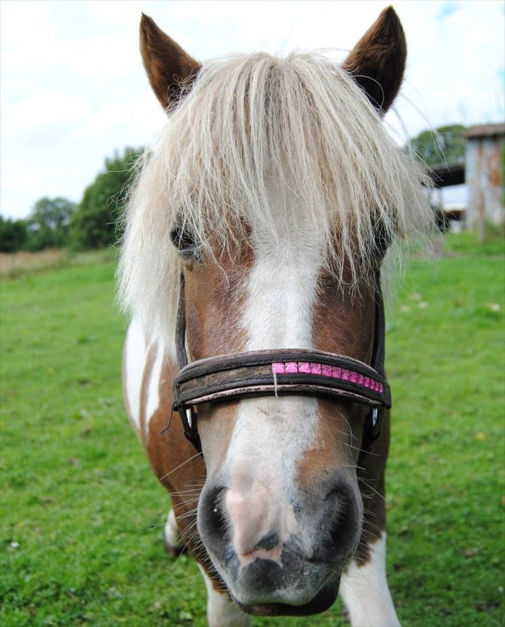 Shetlænder Prinsesse af Kragelund - D. 11/8-10 på marken :o) billede 18