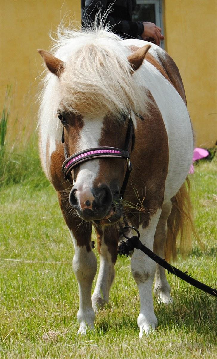 Shetlænder Prinsesse af Kragelund - D. 6/7-10 på besøg hjemme i haven. :-) billede 19