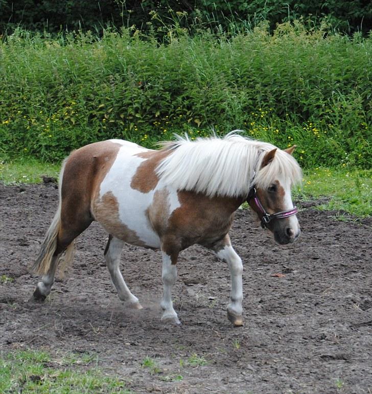 Shetlænder Prinsesse af Kragelund - D. 6/7-10 på marken :-) billede 20