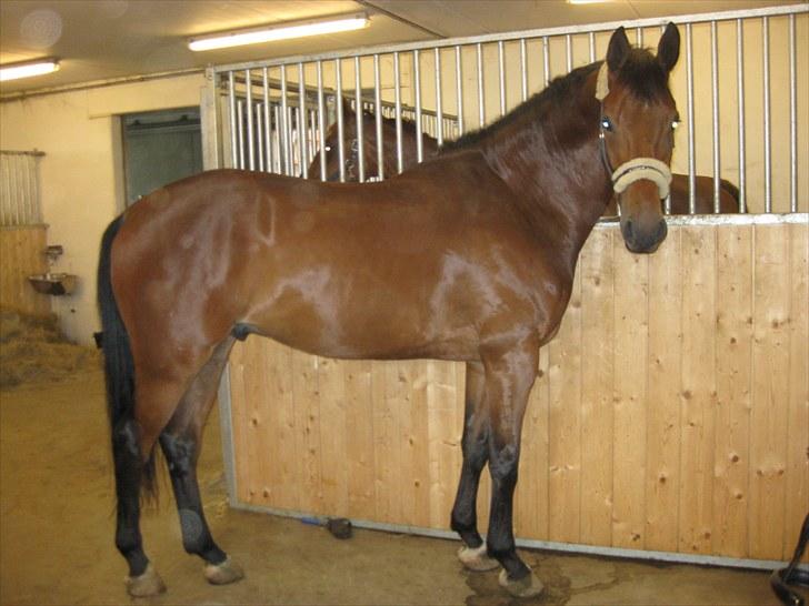 Dansk Varmblod Avlbogårds Melando billede 1