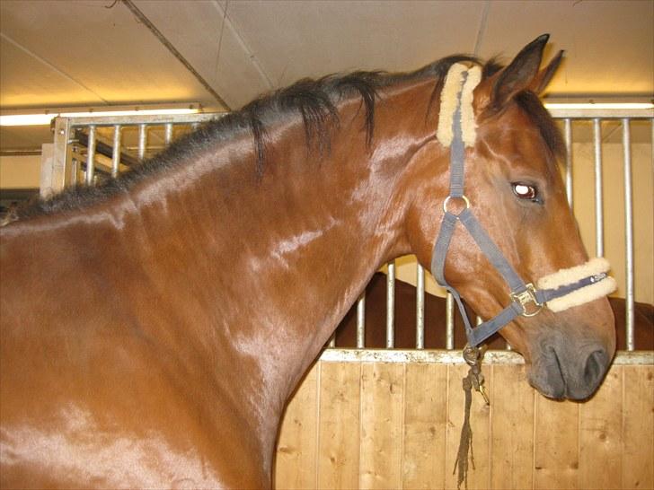 Dansk Varmblod Avlbogårds Melando billede 2