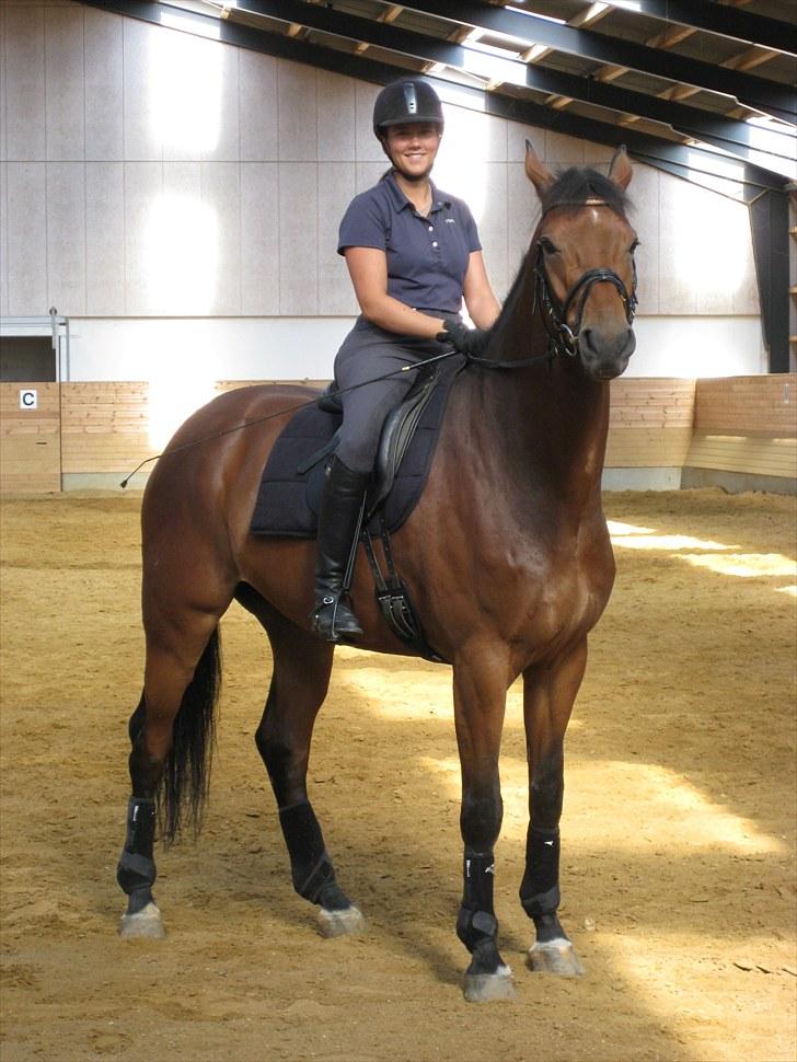 Dansk Varmblod Avlbogårds Melando billede 3