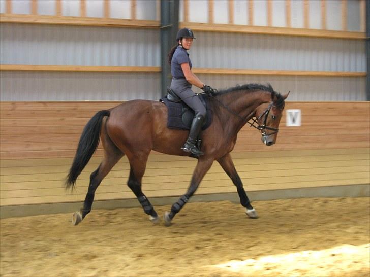 Dansk Varmblod Avlbogårds Melando billede 4