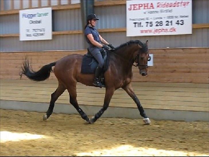 Dansk Varmblod Avlbogårds Melando billede 5
