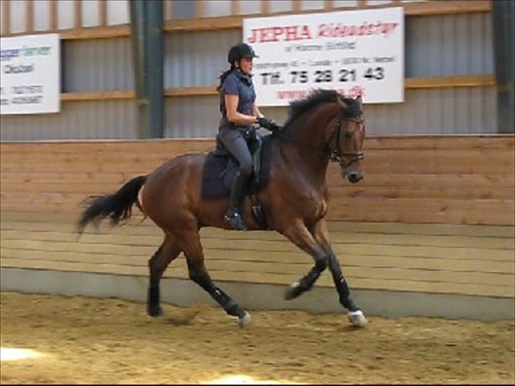 Dansk Varmblod Avlbogårds Melando billede 6