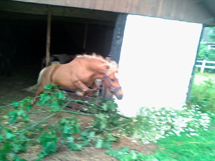 Shetlænder Chesney G. SOLGT - Spring over en stor gren. billede 15