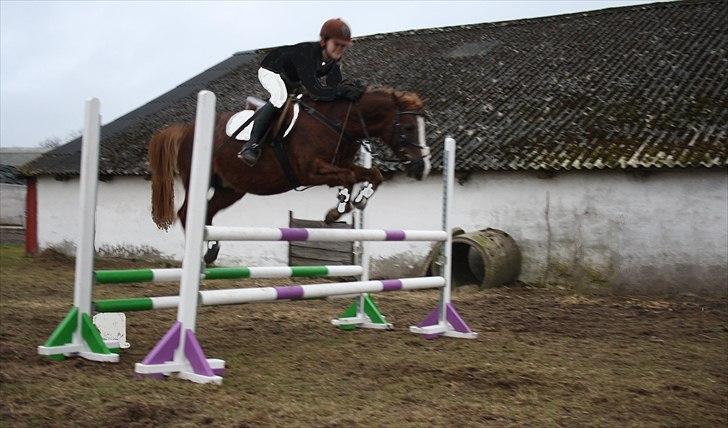 Welsh Pony (sec B) Welsh Glories van Mikkel - Over stooor MA okser<3 Mikkel du er dygtig billede 10