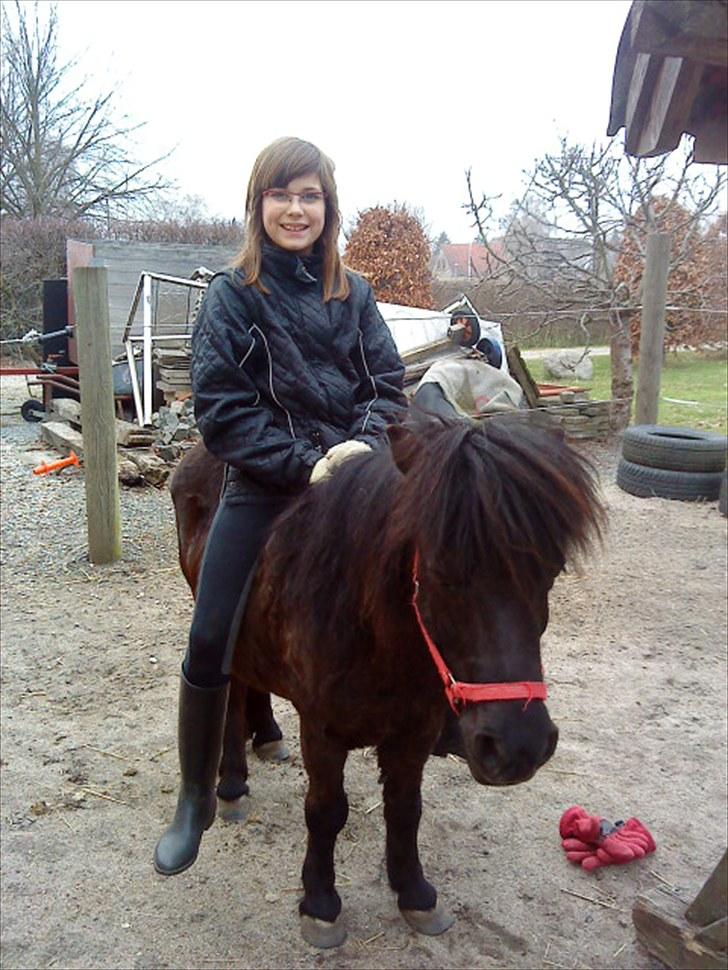 Shetlænder Olga R.I.P In my heart!:( - Jeg sidder på Olga hun står helt stille! billede 7