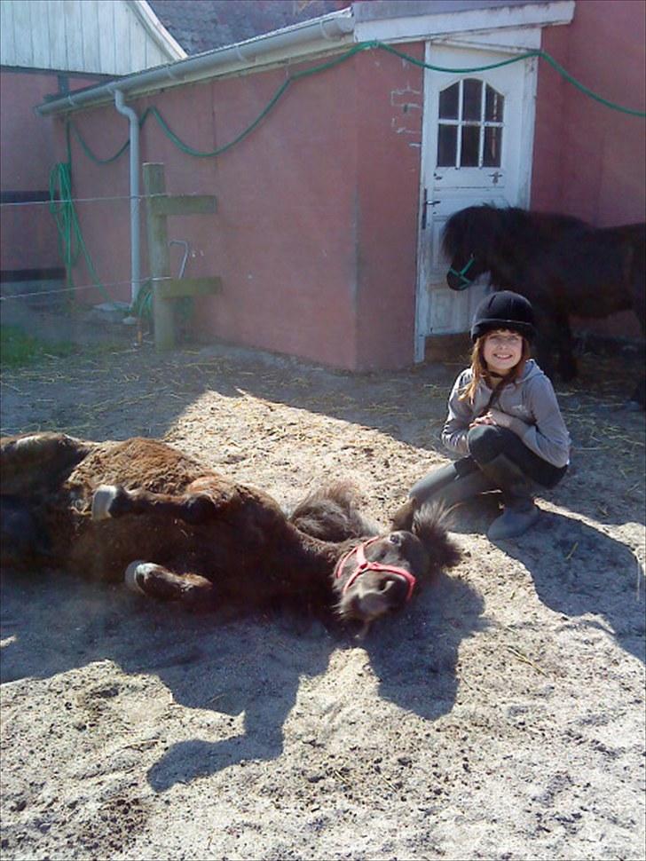 Shetlænder Olga R.I.P In my heart!:( - Olga ruller sig.. <3 billede 9