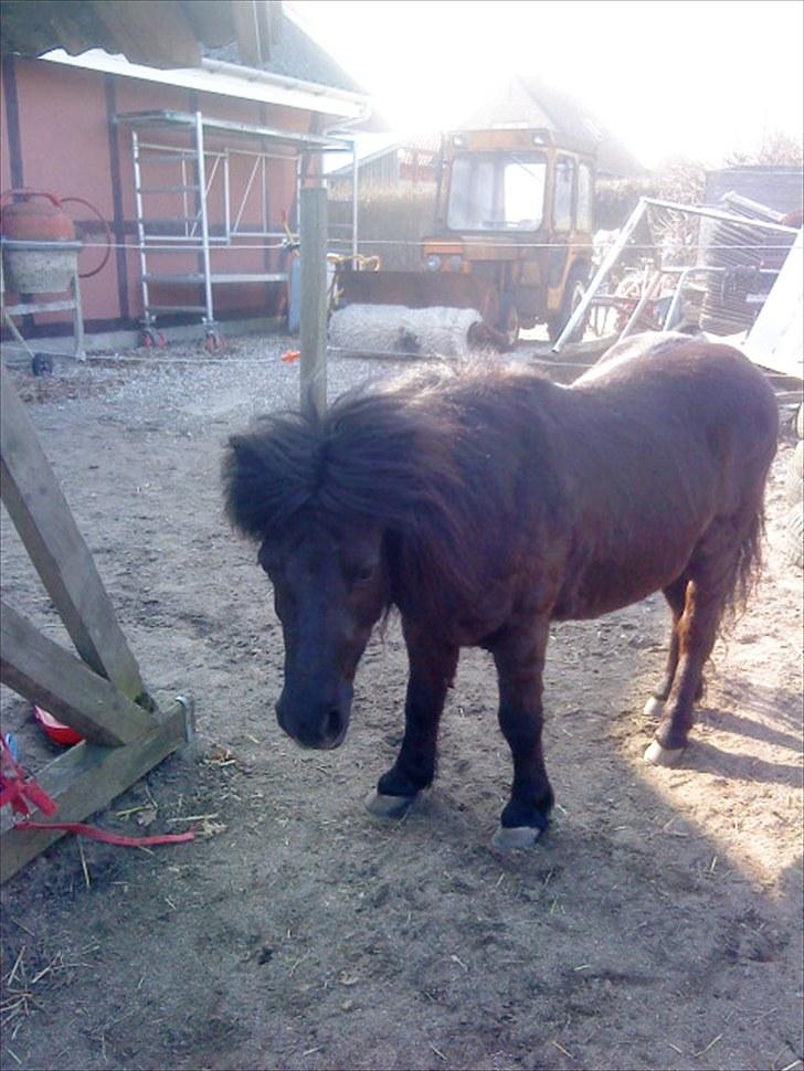 Shetlænder Olga R.I.P In my heart!:( - Olga så smuk som hun er<3 billede 11