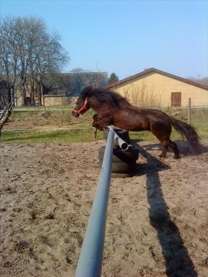 Shetlænder Olga R.I.P In my heart!:( - Olga springer frit! billede 12