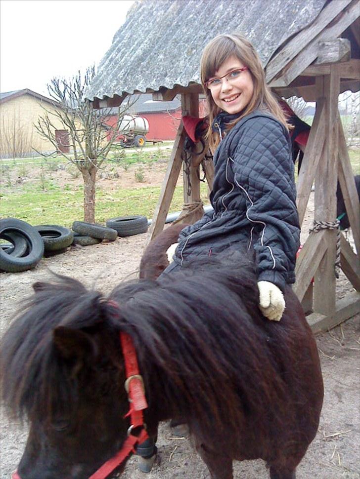 Shetlænder Olga R.I.P In my heart!:( - Efter ridetur<3 billede 14