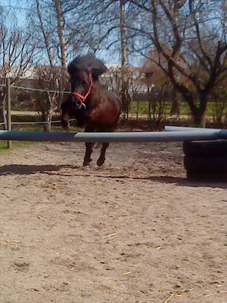 Shetlænder Olga R.I.P In my heart!:( - Olga springer fantastisk flot af en shetter<3 billede 15
