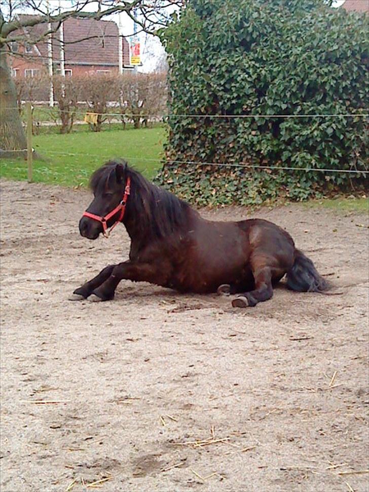 Shetlænder Olga R.I.P In my heart!:( - Olga poserer for kameraet<3 billede 16