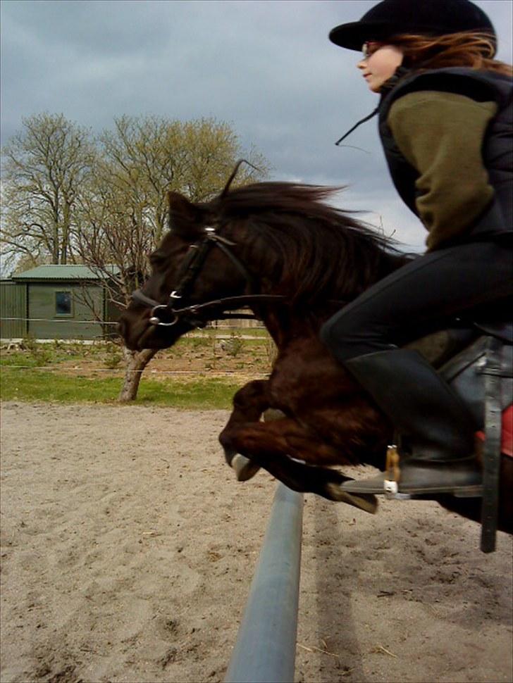 Shetlænder Olga R.I.P In my heart!:( - Olga og jeg springer<3 billede 17