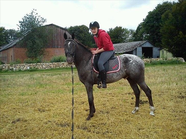 Knabstrupper Thunder Arki billede 14