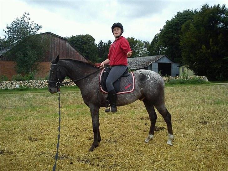 Knabstrupper Thunder Arki billede 15