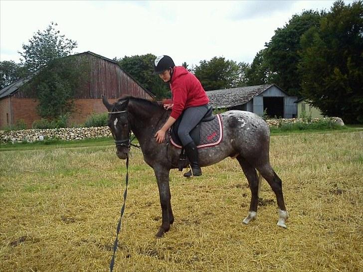 Knabstrupper Thunder Arki billede 16