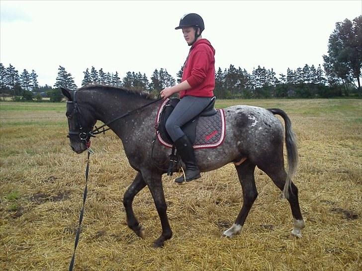 Knabstrupper Thunder Arki billede 17