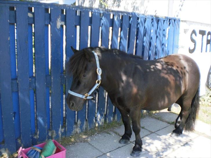 Shetlænder Magnum<3 , - den smukke lille pony var super glad helle sommeren !!  billede 3