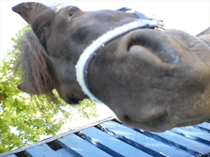 Shetlænder Magnum<3 , billede 4