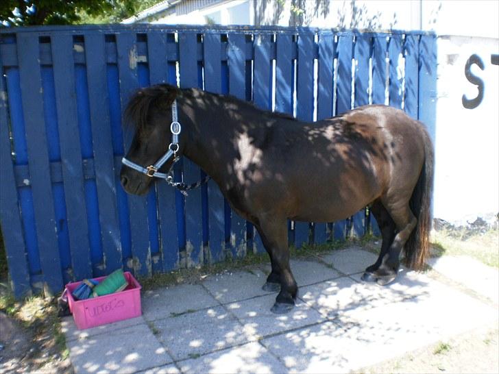 Shetlænder Magnum<3 , - men han kan også være meget træt !!! =o) billede 5