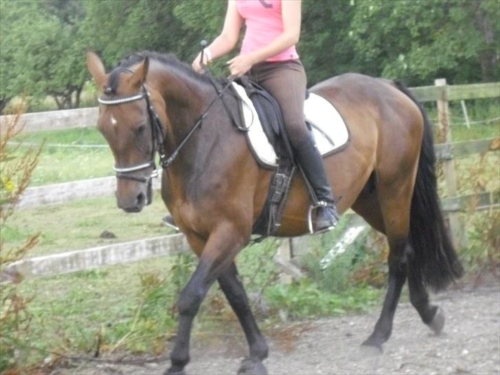 Hannoveraner Shakira (gl. part) billede 16