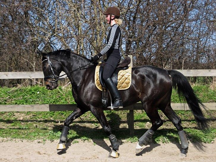 Dansk Varmblod Ajour billede 7