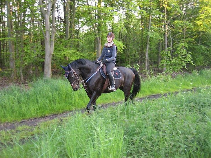 Dansk Varmblod Ajour billede 14