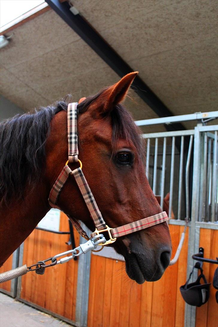 Anden særlig race Candy | savnet-RIP min stjerne!| - Smuk som altid ;D! billede 9