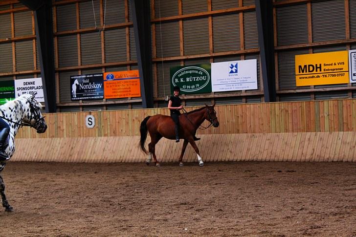 Anden særlig race Candy | savnet-RIP min stjerne!| - Så skrider vi varm ;D billede 12