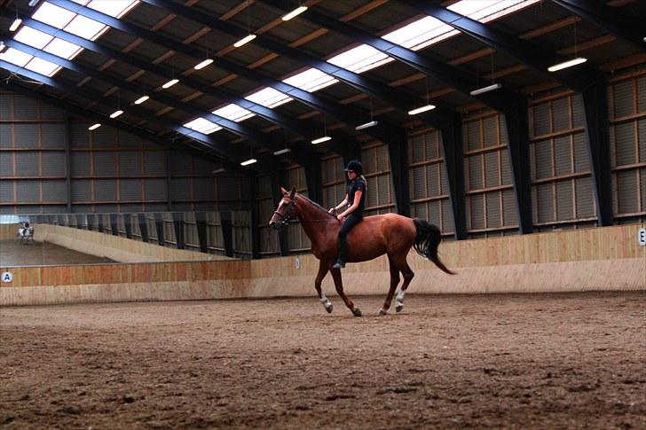 Anden særlig race Candy | savnet-RIP min stjerne!| - Galop :D den bedst i verden! ;D billede 14