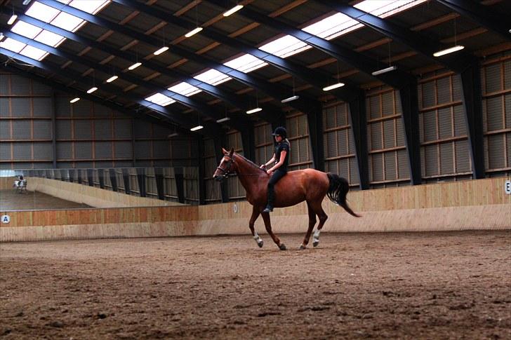 Anden særlig race Candy | savnet-RIP min stjerne!| - Galop :D den bedst i verden! ;D billede 14