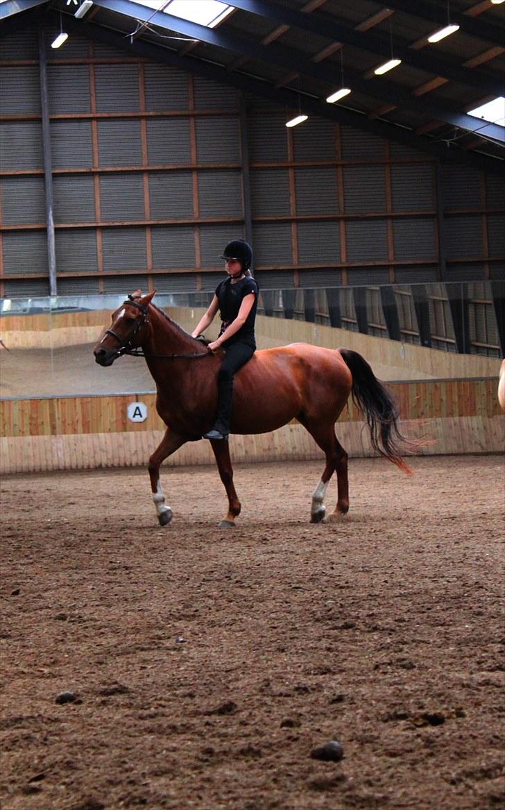 Anden særlig race Candy | savnet-RIP min stjerne!| - Galop :D måske den sidste galop tur :( billede 16