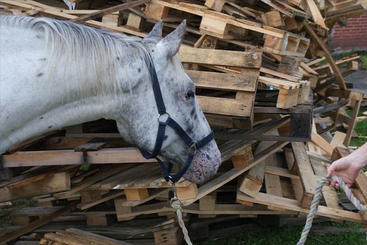 Knabstrupper Sartor´s Lucky Lady (solgt) - Vi hilser lige på bunken med paller. billede 5