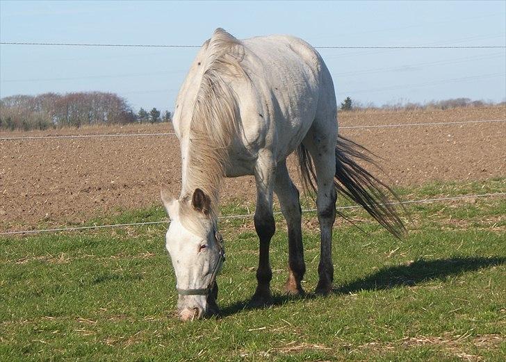 Knabstrupper Sartor´s Lucky Lady (solgt) - Marts 2011: Vestjysk steppeuld. billede 6