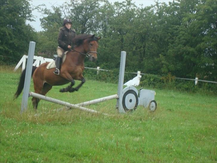 Anden særlig race Prinz billede 11
