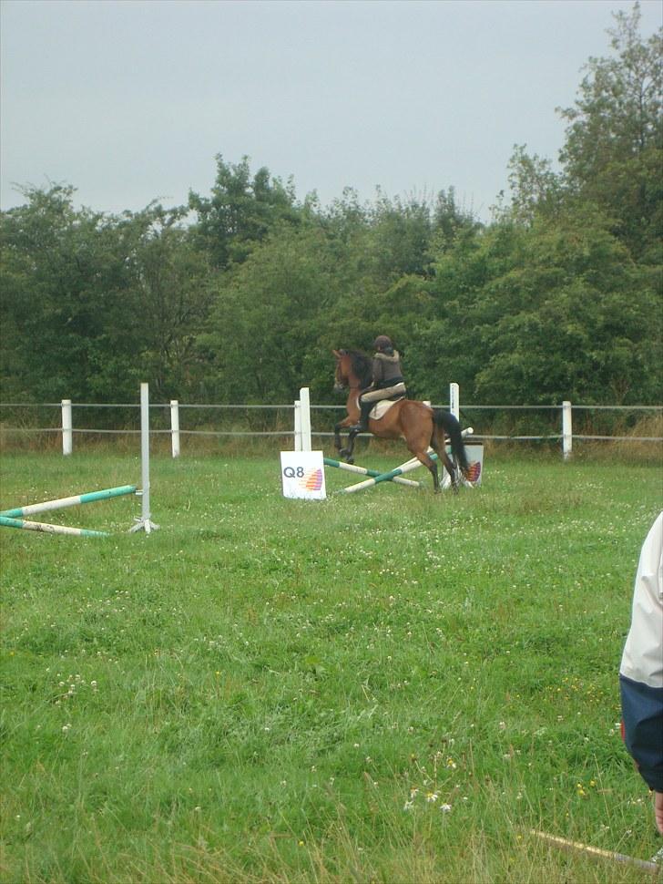 Anden særlig race Prinz billede 12